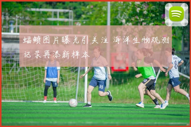 蝠鲼图片曝光引关注 海洋生物观测记录再添新样本